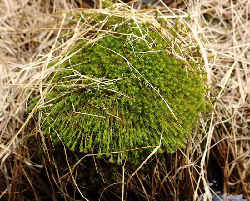 Polytrichum commune